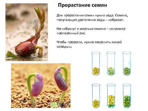 Скорость прорастания семян травы для посадки